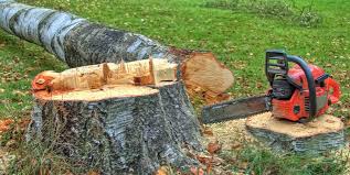 Best Leaf Removal  in Cedar Creek, TX