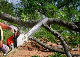 Best Grass Overseeding  in Cedar Creek, TX