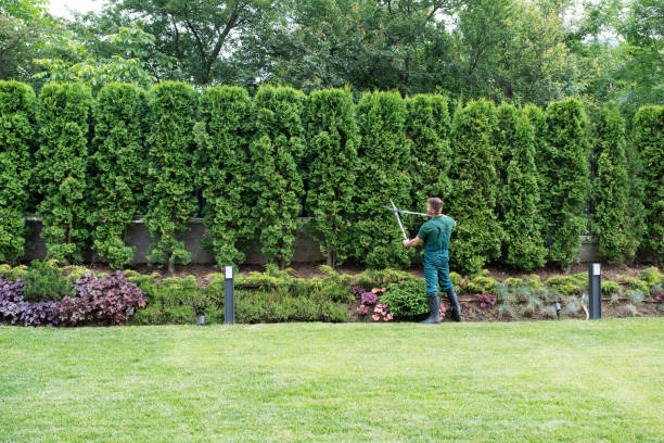 Lawn Drainage Solutions in Cedar Creek, TX