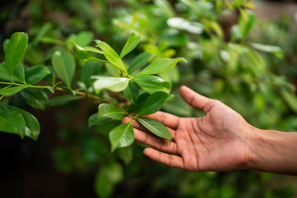 Reliable Cedar Creek, TX Tree Services Solutions