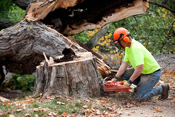Best Aeration Services  in Cedar Creek, TX