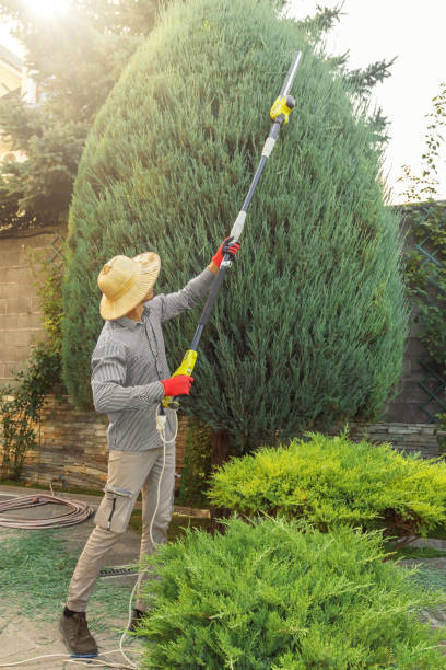 Best Palm Tree Trimming  in Cedar Creek, TX