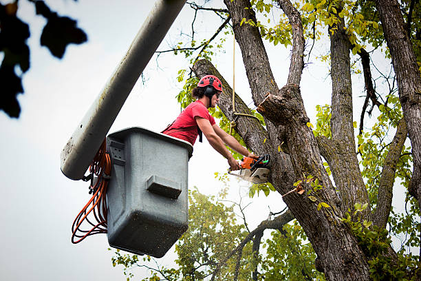 How Our Tree Care Process Works  in  Cedar Creek, TX