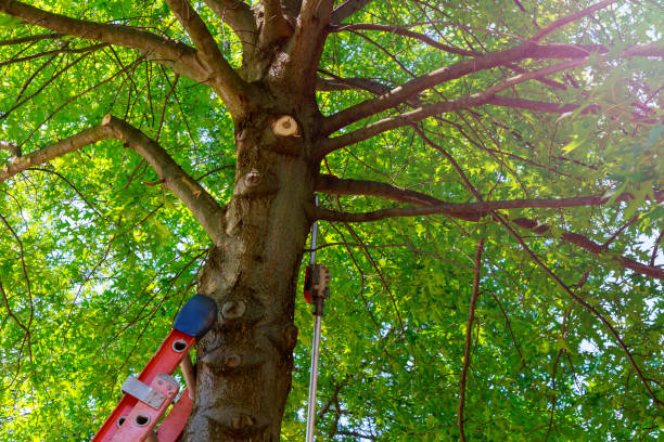  Cedar Creek, TX Tree Services Pros